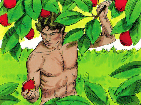 आदम बगीचे में उगने वाले किसी भी फल को खा सकता था। – Slide número 14