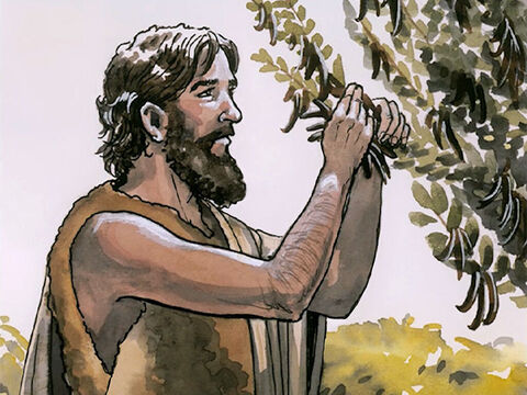 यह यूहन्ना ऊंट के रोम का वस्त्र पहिने था, और अपनी कमर में चमड़े का पटुका बान्धे हुए था, और उसका भोजन टिड्डियां और वनमधु था। – Slide número 4