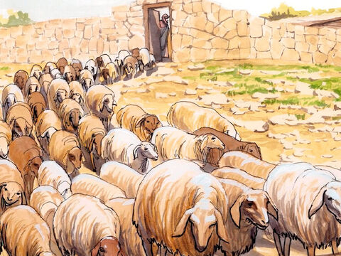 यीशु ने उस से कहा, ‘मेरी भेड़ों को चरा। मैं तुझ से सच सच कहता हूं, जब तू जवान था, तो अपनी कमर बान्धकर जहां चाहता था, वहां फिरता था; परन्तु जब तू बूढ़ा होगा, तो अपने हाथ लम्बे करेगा, और दूसरा तेरी कमर बान्धकर जहां तू न चाहेगा वहां तुझे ले जाएगा।’ – Slide número 16
