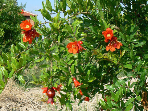 चमकीले लाल रंग के फूल प्रदर्शित करता अनार।<br/>अनार (पुनिका ग्रैनटम)।<br/>लंबे समय से अपने फलों के लिए उगाया जाने वाला यह रंगीन पेड़ साल में दो बार फसल देता है। अनार की आकृति को बुना गया था और पुरोहितों के वस्त्र के किनारे से लटका दिया गया था (निर्गमन 28:33-34)। यह प्रतिज्ञा की सात प्रजातियों में से एक थी (व्यव. 8:8) और जासूसों द्वारा वापस लाए गए फलों में शामिल है (संख्या 13:23)। सुलैमान के गीत में सौंदर्य और इच्छा का एक रूपक (गीत 4:3)। – Slide número 7