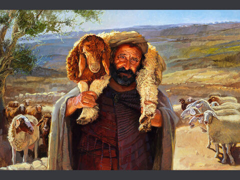खोई हुई भेड़ का दृष्टान्त - चित्र 2 और जब वह उसे पाता है, तो वह खुशी-खुशी उसे अपने कंधों पर रखता है।  लूका 15:5 <br/>संपूर्ण पाठ: लूका 15:3-7 – Slide número 8