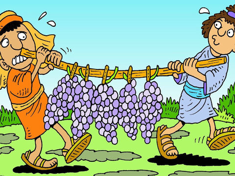 और बेलों पर अंगूर सबसे बड़े थे जो उन्होंने कभी नहीं पहले देखे थे! मूसा को दिखाने के लिए दो आदमी एक शाखा पर अंगूर के गुच्छे ले जा रहे थे। – Slide número 4