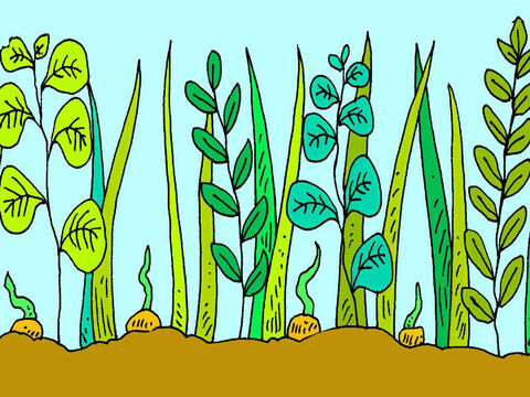 कुछ बीज खर-पतवार के बीच गिर गये। खर-पतवार नए पौधों से बड़े हो गए और नए पौधों के पास बढ़ने के लिए जगह नहीं थी। – Slide número 6