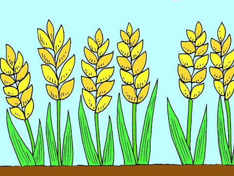 लेकिन कुछ बीज अच्छी ज़मीन पर गिरे और बड़े, मजबूत पौधे बन गए। किसान की अगले फसल के लिए पौधों में बहुत सारे नए बीज थे। – Slide número 7