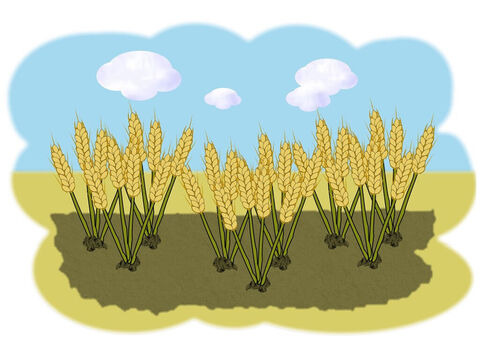 यीशु ने कहा, 'और कुछ बीज अच्छी भूमि पर गिरे। वह बढ़ता गया और बढ़ता गया और बहुत अच्छी फसल हुई जिसे किसान काट कर खा सकता था।' – Slide número 6