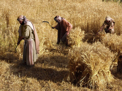 लूका 15 : 11<br/>पिता और उसके दो पुत्र अपने खेतों में काम कर रहे हैं। – Slide número 1