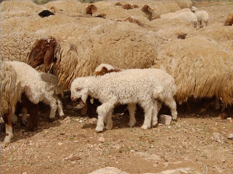 बाइबिल के समय में भेड़ें जीवन का बहुत महत्वपूर्ण हिस्सा थीं और 'भेड़' शब्द बाइबिल में 500 से अधिक बार आया है। अय्यूब के पास 14,000 भेड़ें थीं। जब मूसा ने मिद्यानियों को हराया तो उसे 600,000 से अधिक भेड़ें मिलीं, और राजा सुलैमान के समय में मंदिर के समर्पण पर 120,000 भेड़ और बकरियों की बलि दी गई। – Slide número 1