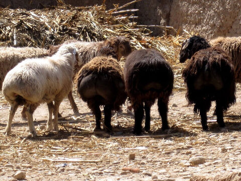 मोटी पूंछ वाली भेड़ें सबसे मूल्यवान नस्ल थीं (निर्गमन 29:22)। इसकी पूँछ, जिसका वजन 15-20 पाउंड हो सकता है, को प्रमुख भोजन माना जाता था। – Slide número 2
