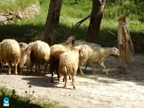 भेड़ें सुरक्षा के लिए और उन्हें अच्छे चरागाह और ताजे पानी तक ले जाने के लिए अपने चरवाहे पर बहुत निर्भर थीं। बिना चरवाहे की भेड़ गंभीर खतरे में थी (गिनती 27:17)। – Slide número 3