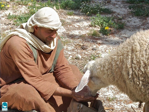 शरद ऋतु के आखिर में और सर्दियों में, यदि चरवाहे को चारा नहीं मिल पाता है, तो उसे भेड़ों को खुद ही चराना पड़ता है। (यशायाह 4011, मीका 7:14)। कभी-कभी चरवाहे अपने झुंडों के लिए पत्तेदार शाखाओं को काट देते हैं। – Slide número 11