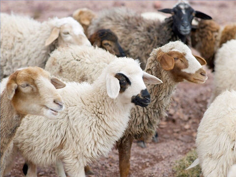 कई झुंड एक चरागाह या भेड़शाला साझा कर सकते थे। हालाँकि, भेड़ें अपने चरवाहे की आवाज जानती थीं और जब वह बुलाता था तो वे उसके पीछे हो लेती थीं (यूहन्ना 10:4-5)। चरवाहे की पुकार से बिखरी हुई भेड़ें इकट्ठी की जा सकती थीं (यहेजकेल 34:12-13)। – Slide número 17
