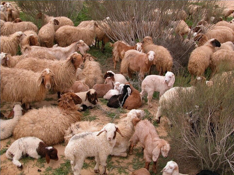 चरवाहे अपनी भेड़ों को नाम से जानते थे (यूहन्ना 10:3)। – Slide número 19