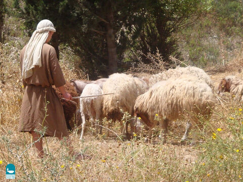 150 से अधिक भेड़ों वाले चरवाहे अक्सर अपनी मदद के लिए दूसरों को काम पर रखते थे लेकिन 'किराए पर लिए गए लोग' भेड़ों की इतनी अच्छी तरह से देखभाल करने के लिए नहीं जाने जाते थे (यूहन्ना 10:12)। – Slide número 20