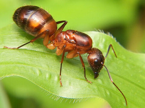 'चींटियाँ...<br/>चित्र साभार: राइसन थंबूर – Slide número 2